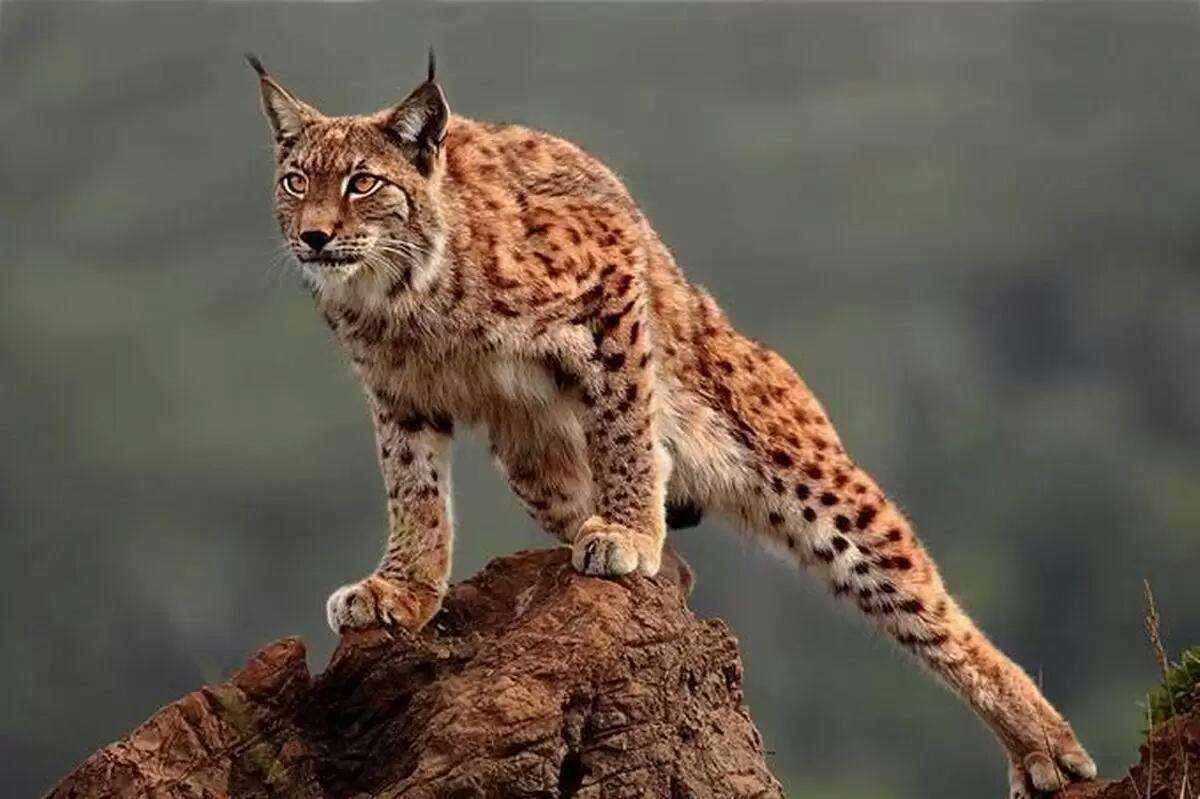 猞猁